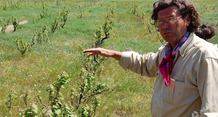Французский винодел заявил об уничтожении его виноградника в Шабо
