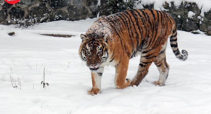 Пушистые и снежные: Киевский зоопарк показал, как проходит зима у его питомцев