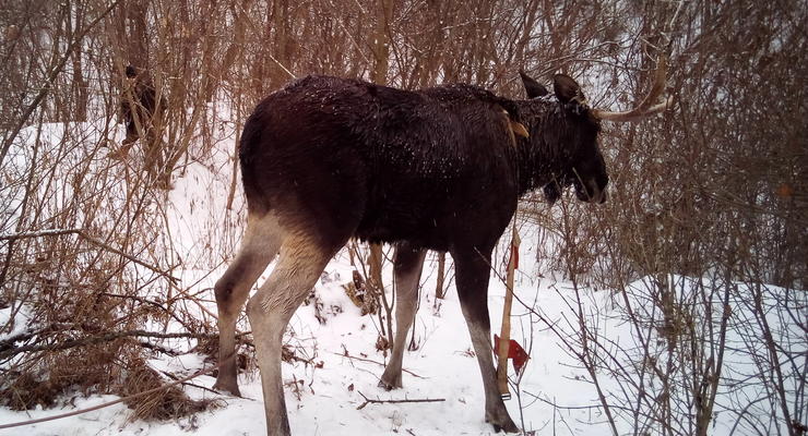 Спасение утопающего: в Харьковской области лося вытянули из ледяной реки
