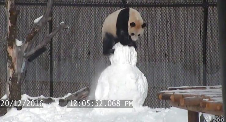 В Сети показали, как панда со снеговиком боролась