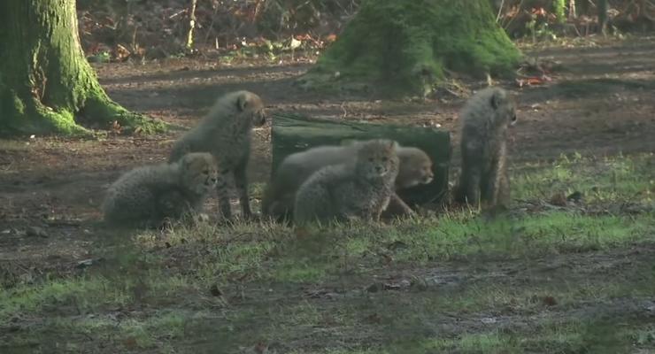 В Нидерландах шестеро малышей гепарда вышли на первую прогулку