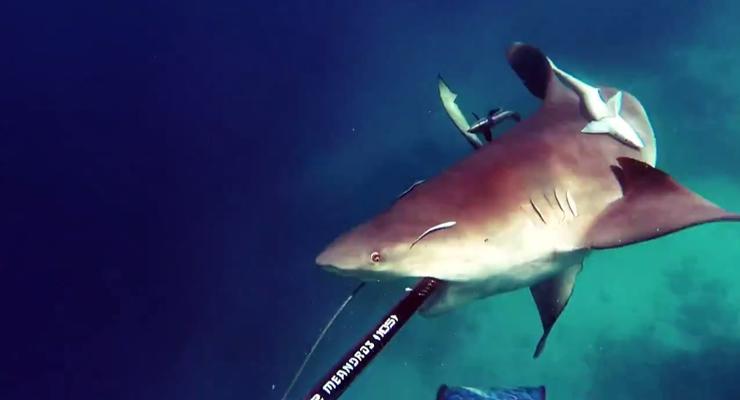 В Австралии акула напала на дайвера во время подводной охоты