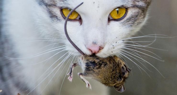 В Австралии бьют тревогу из-за возможного нашествия мышей
