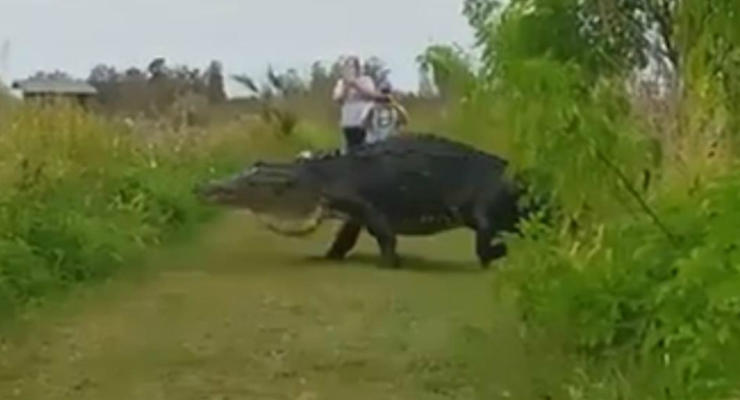 Видео с гигантским аллигатором прославило заповедник в США