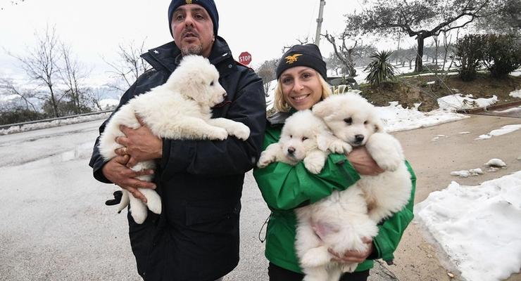 В Италии из разрушенного отеля спасли трех щенков: фото