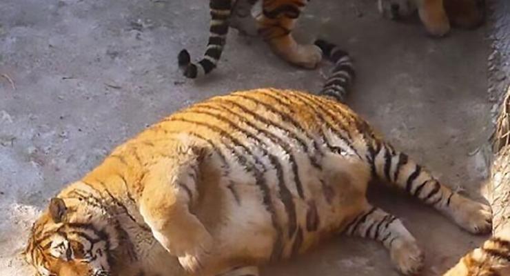 В китайском зоопарке растолстели тигры