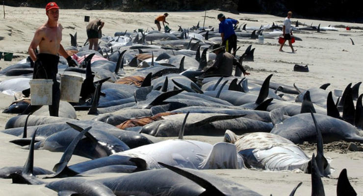 В Новой Зеландии на берег выбросились более 400 китов