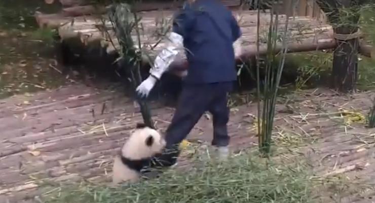 Панда требовала поиграть с ней, вцепившись в ногу сотрудника зоопарка