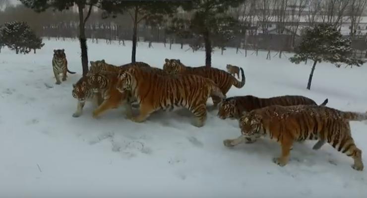 Растолстевшие амурские тигры охотились за беспилотником в Китае