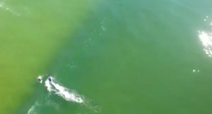 Акула проплыла в нескольких метрах от серфингиста, оставив его живым