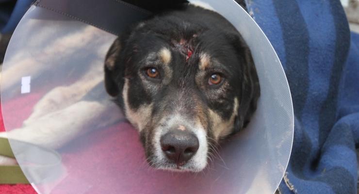 В Махачкале устроили бойню бездомных собак