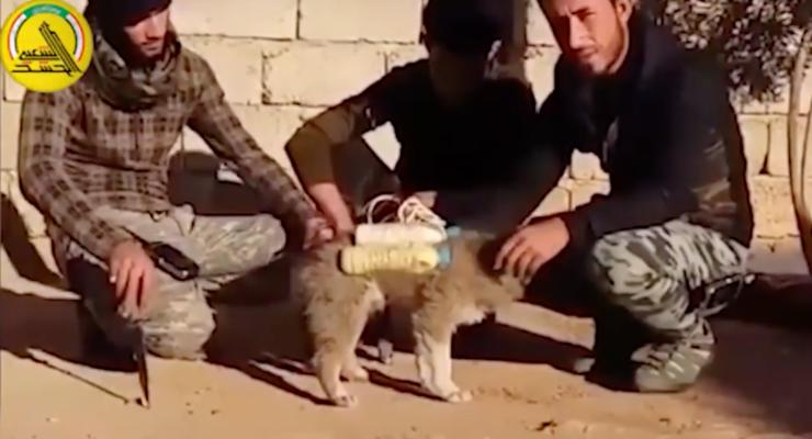 В ИГИЛ щенка-смертника отправили к иракским военным
