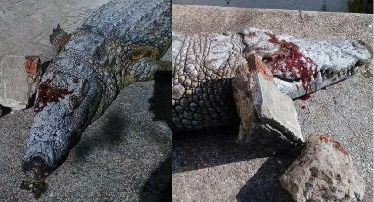 В столице Туниса посетители зоопарка забили крокодила до смерти