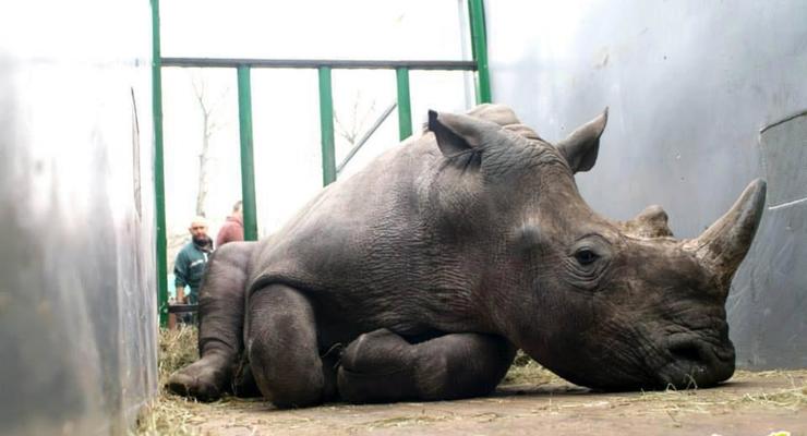 Во Франции в зоопарке убили белого носорога и отпилили рог