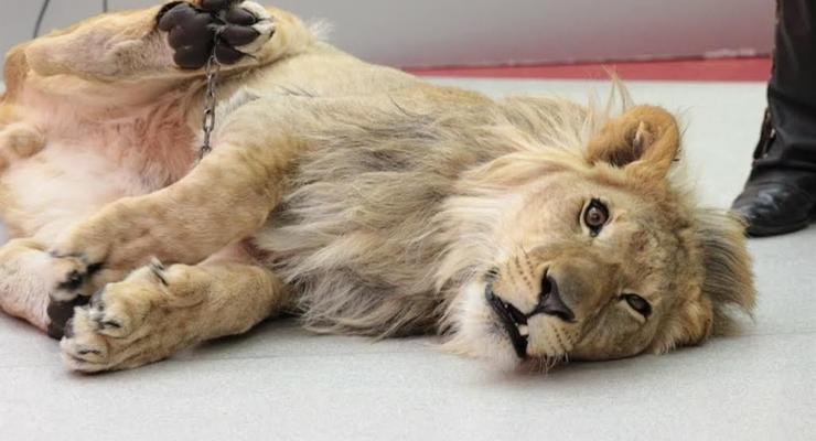 В Прилуках застрелили сбежавшую из цирка львицу после нападения на человека