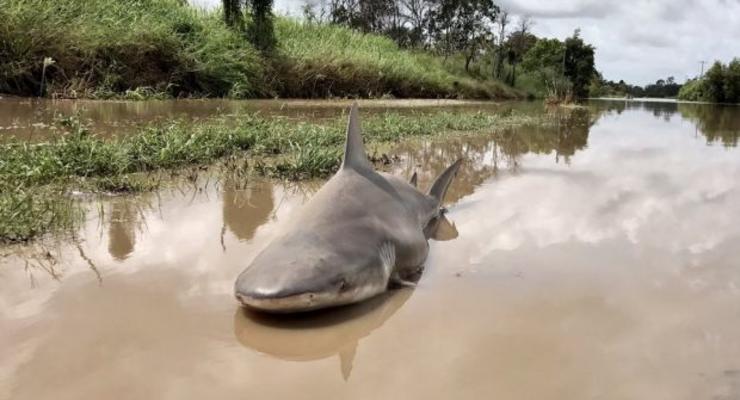 В Австралии ураган Дебби выбросил на дорогу акулу