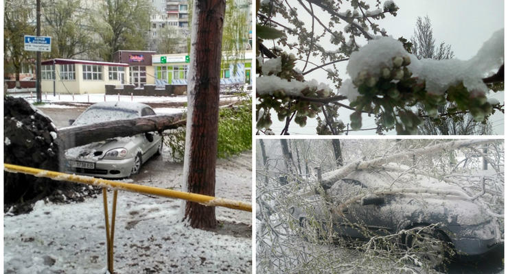 В Запорожье снегопад повалил 400 деревьев