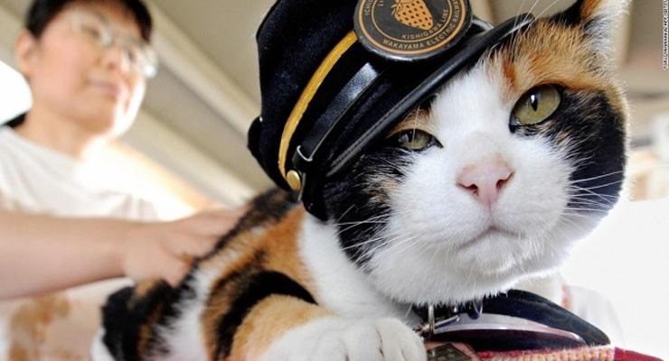 Google посвятил дудл кошке - начальнице ж/д станции в Японии