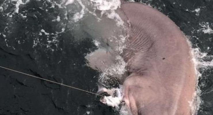 В Ирландии поймали шестижаберную акулу невиданных размеров