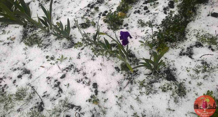 Снег в Чернигове, 10 мая