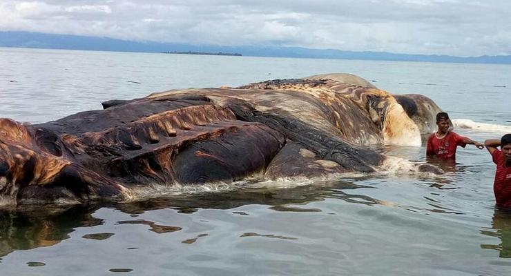 К берегам Индонезии прибило странное 15-метровое существо