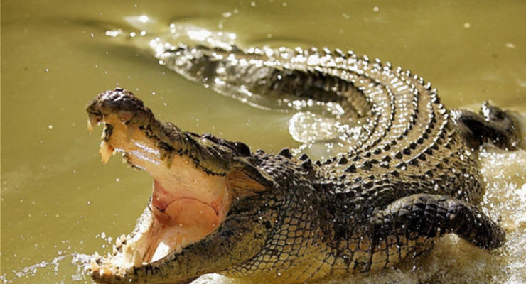 В Зимбабве крокодилы съели пастора,  "ходившего" по воде