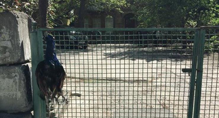 В Киеве убили павлина и повесили его на забор