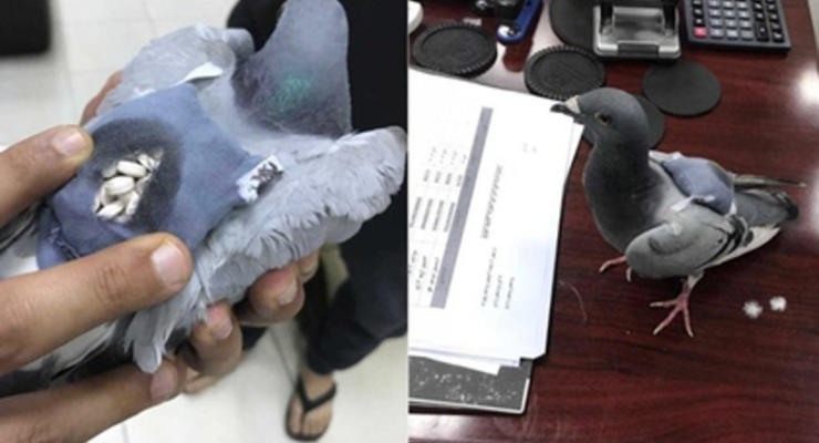 В Кувейте у голубя-наркокурьера нашли 178 таблеток