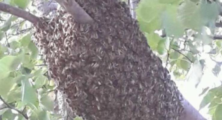 Киевляне пришли в ужас от гигантского роя пчел