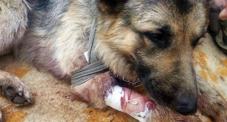 На Донбассе собака спасла двоих военных, прикрыв их собой