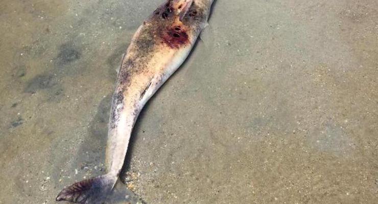 На одесском побережье нашли десятки мертвых дельфинов
