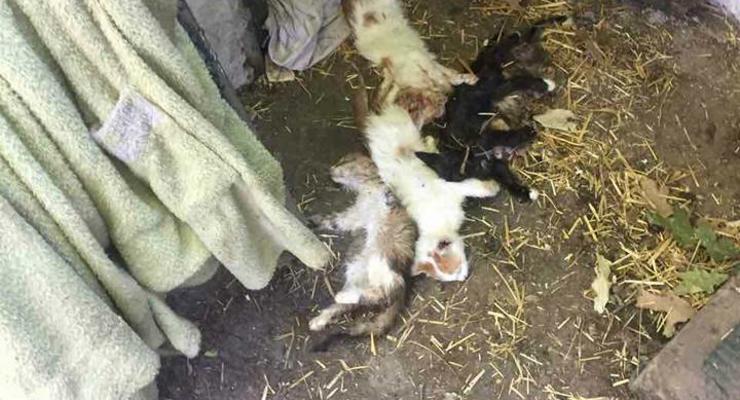 В одесском приюте нашли мертвых и больных котят