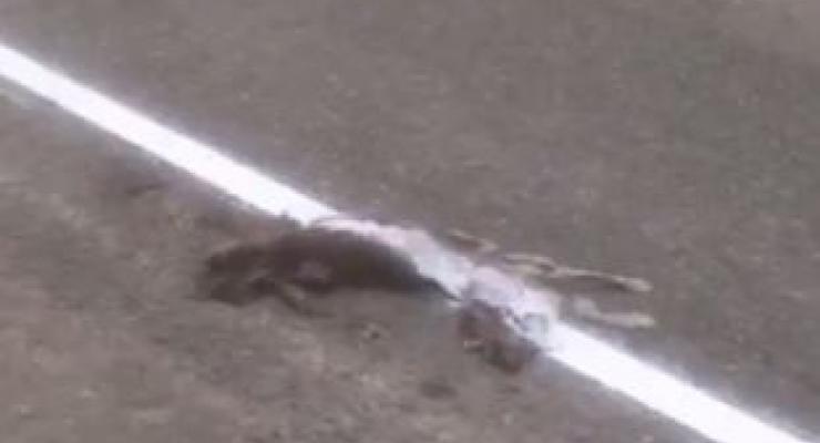 Российские дорожники разметили сбитого кота