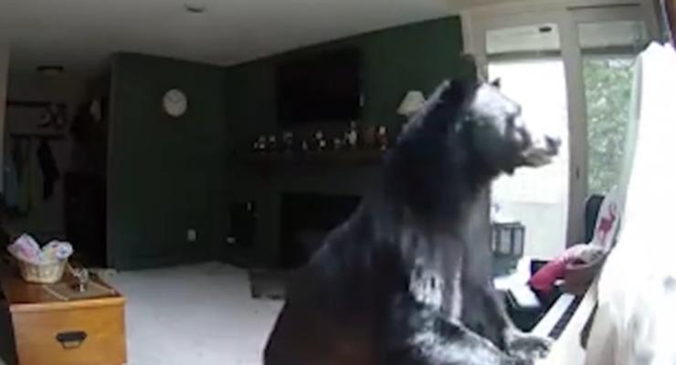 В США медведь вломился в дом и сыграл на пианино