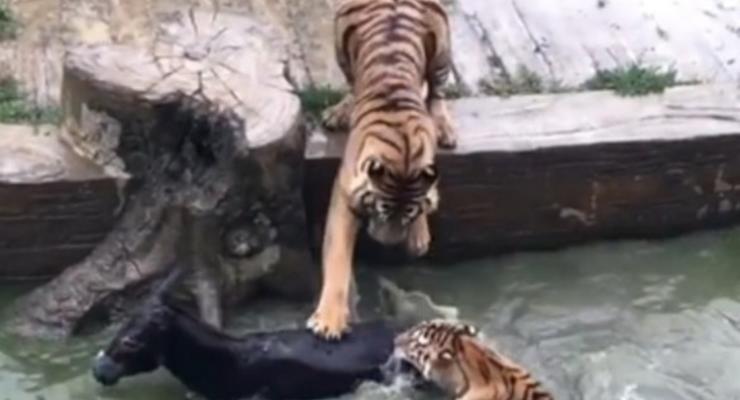 В Китае осла скормили тиграм на глазах у посетителей зоопарка