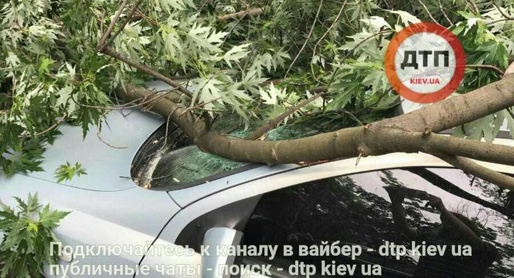 В Киеве ветка повредила две машины