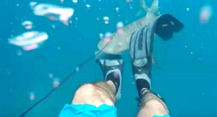 Дайвер показал, как на него напала акула у побережья Флориды