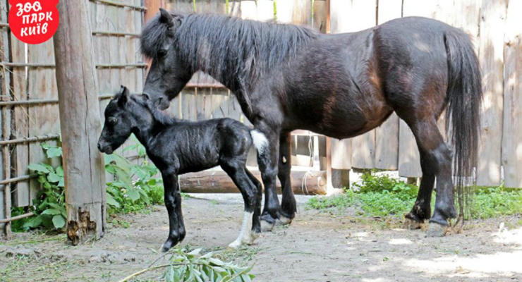 В Киевском зоопарке родился пони: фото
