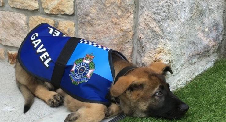 Собаку уволили из полицейской академии за дружелюбие