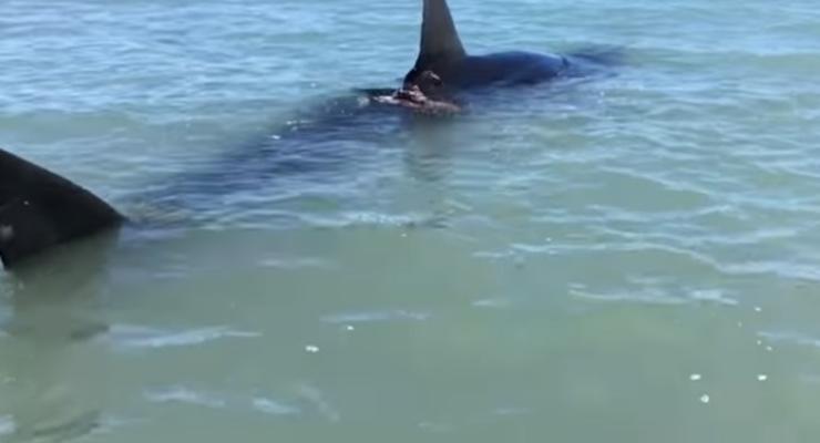 У берегов США заметили гигантскую раненую акулу