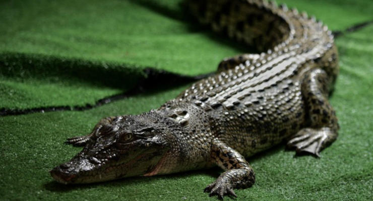 В Китае обнаружили полтораметрового окаменелого крокодила