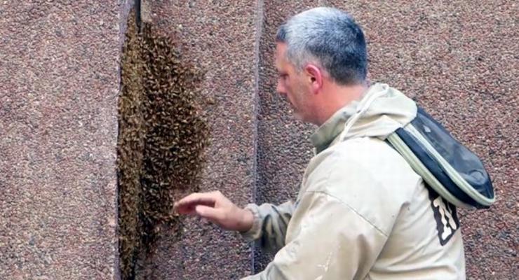 В Нью-Йорке пчелиная королева привела рой к небоскребу