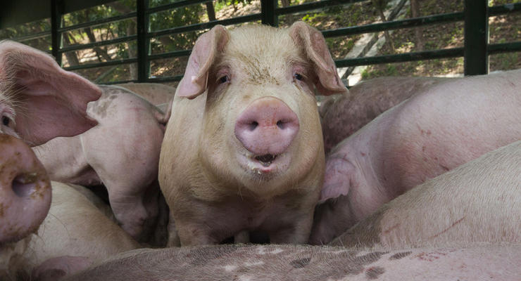 В Мексике свинья убила фермера во время драки