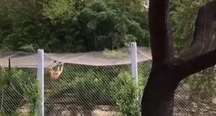 Появилось видео побега обезьяны из зоопарка в США