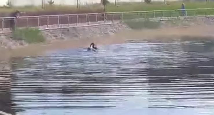 В Кременчуге мужчина пытался задушить лебедя в озере