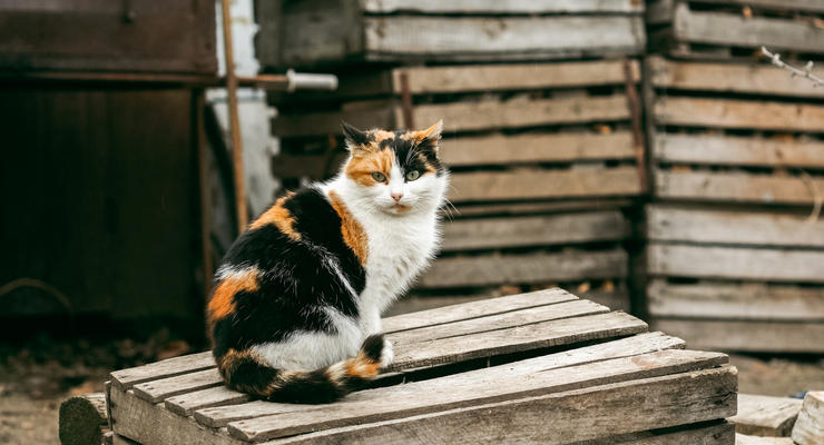 Киевсовет обязал пускать бездомных котов в подвалы и запретил отлов