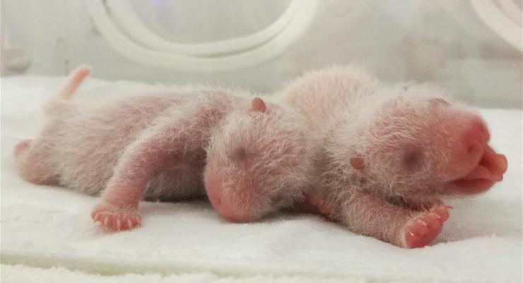 В Китае родились трое детенышей панды