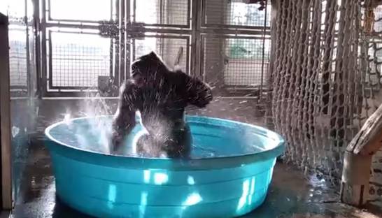 Зажигательный танец гориллы покорил пользователей Сети