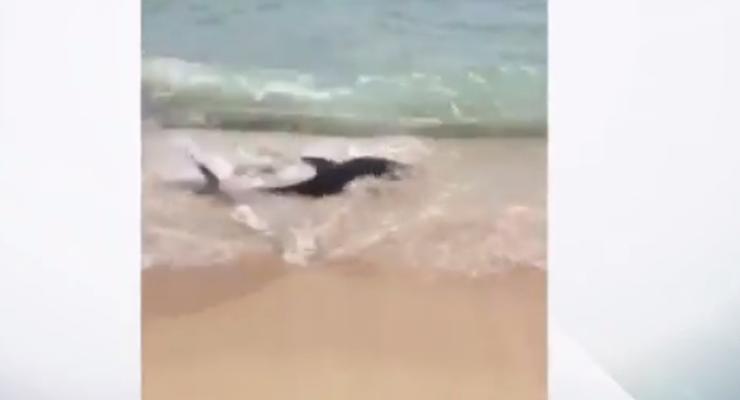 Выбросившаяся на пляж Майорки акула напугала туристов