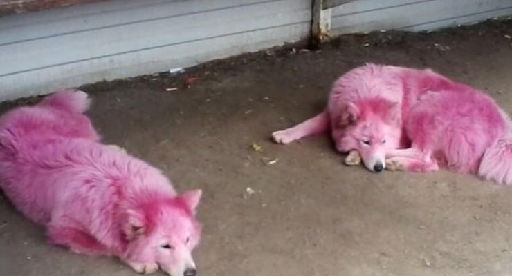 В России нашли собак, покрашенных в розовый цвет